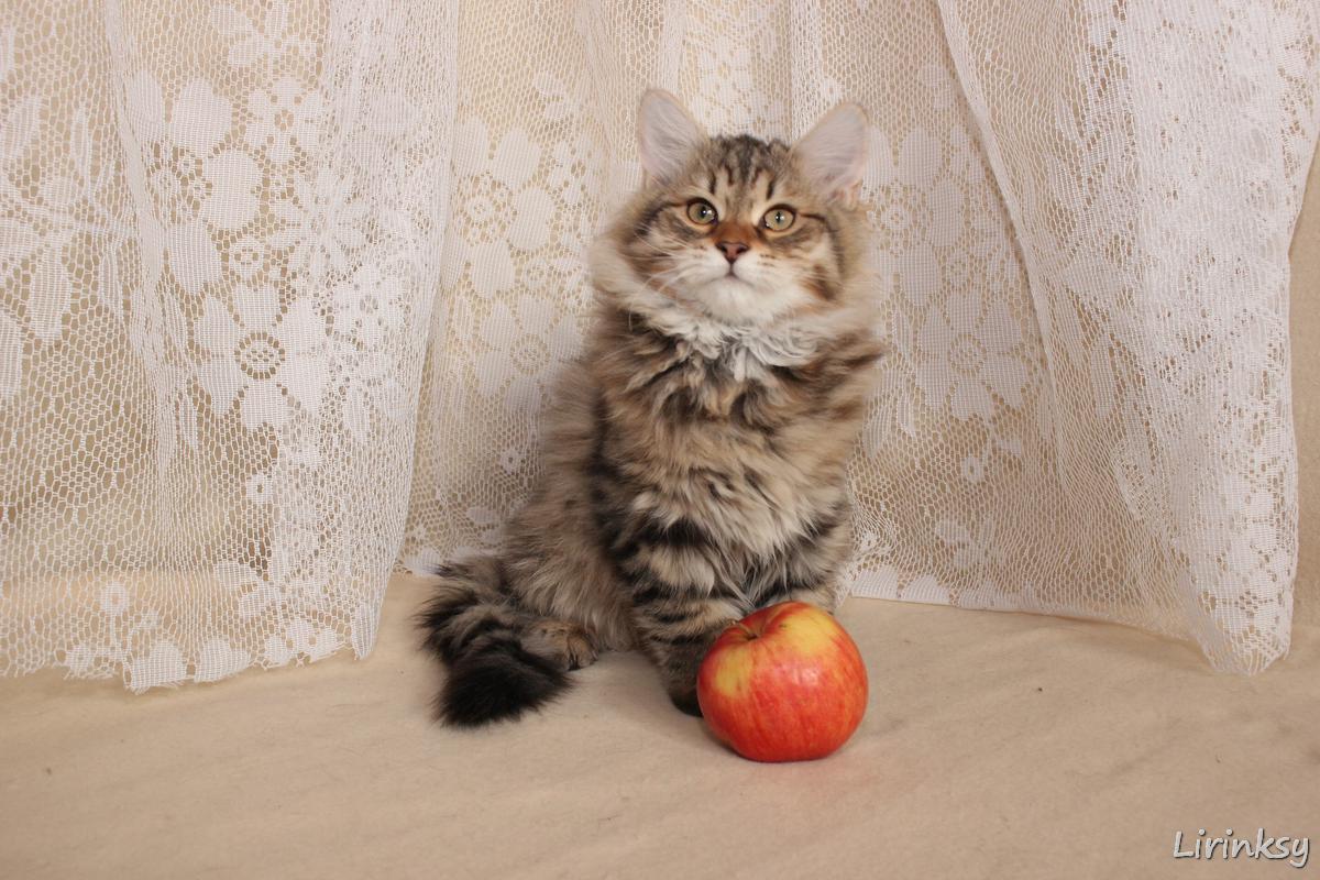 Lirinksy Citata — девочка с персиком.